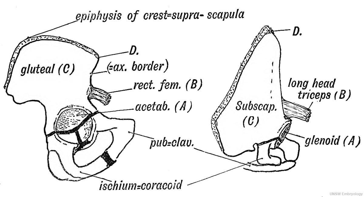 Fig. 236. The Corresponding Points {A, B, C, and D) in the Ilium and Scapula.