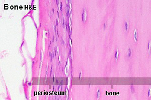 Bone Histology - Embryology