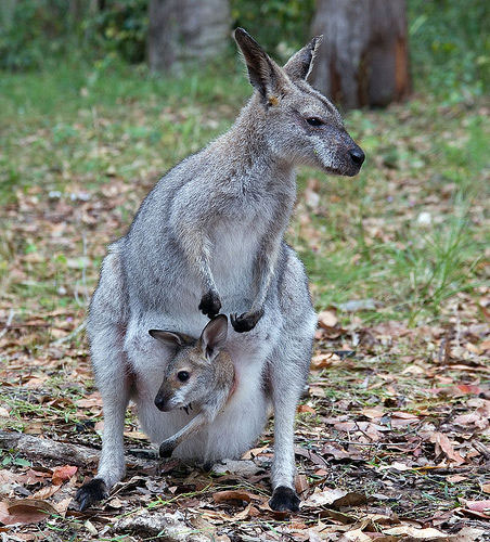 File:Red-necked wallaby.jpg