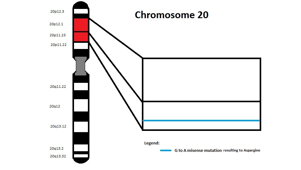 Chromosome 20 - JAG1 gene.jpg