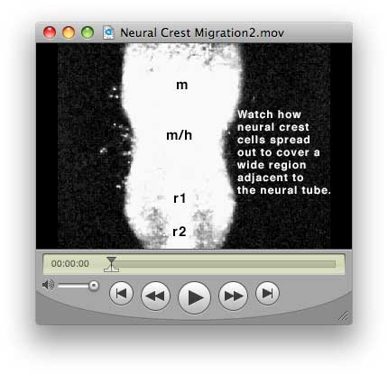File:Neural-crest-migration2.jpg