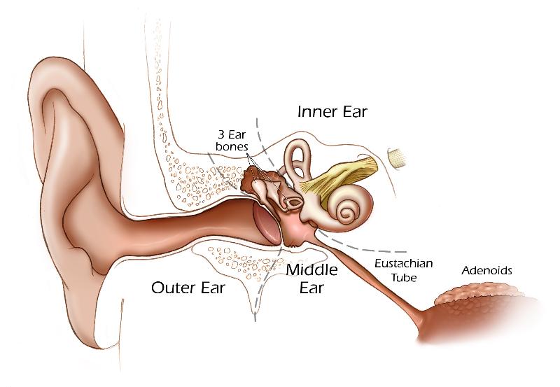 File:Hearing cartoon.jpg
