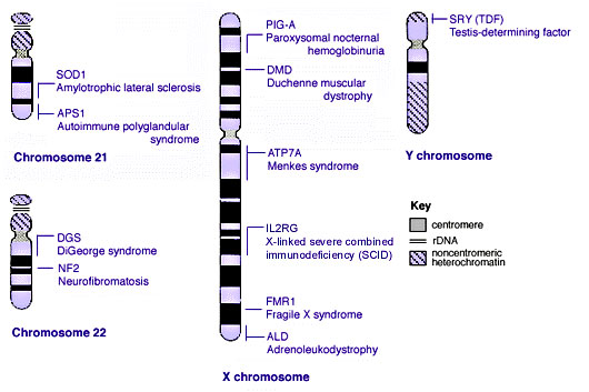 Human genetics chromosomes 21-XY.jpg