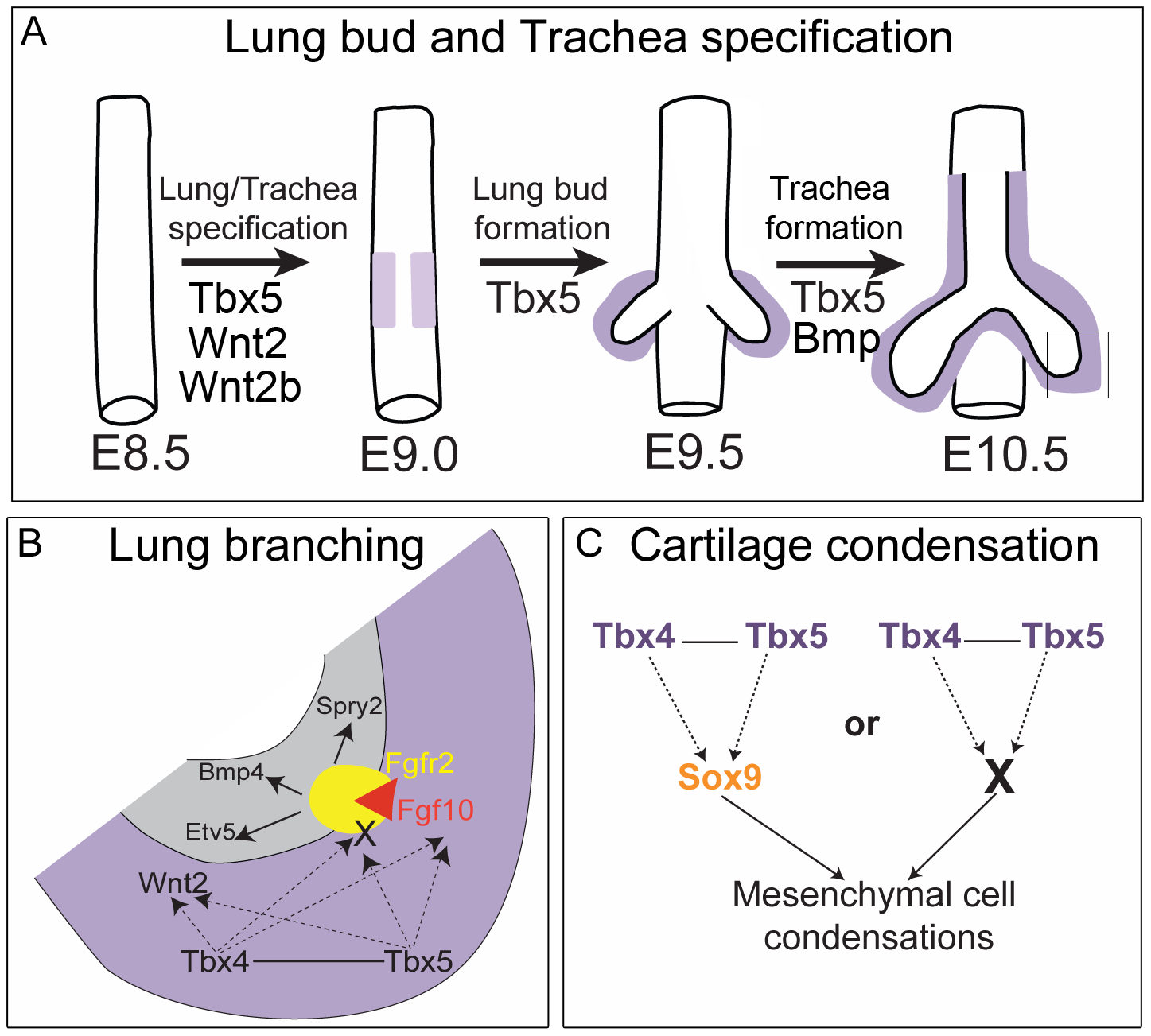 Tbx in lung and trachea development.png