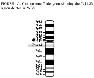 File:Chromosome 7, indicating 7q11.23 region of Williams Syndrome.gif