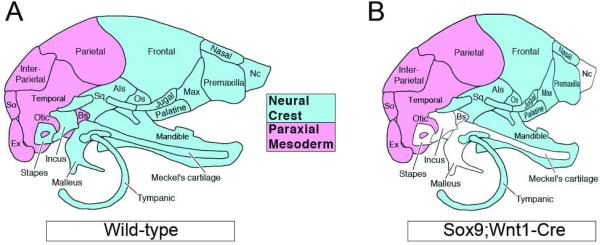 File:Mouse Neural Crest Contributions to Craniofacial Bones.jpg