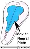 Neural plate