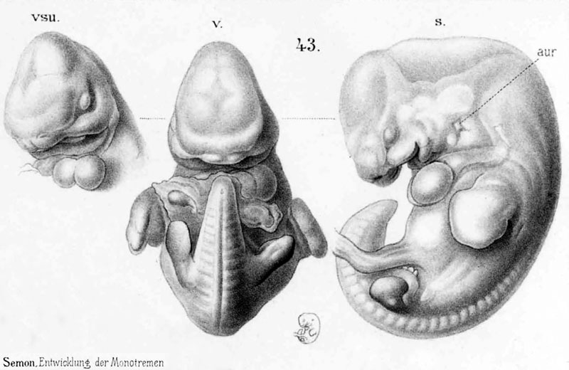 File:Echidna historic embryology 43.jpg