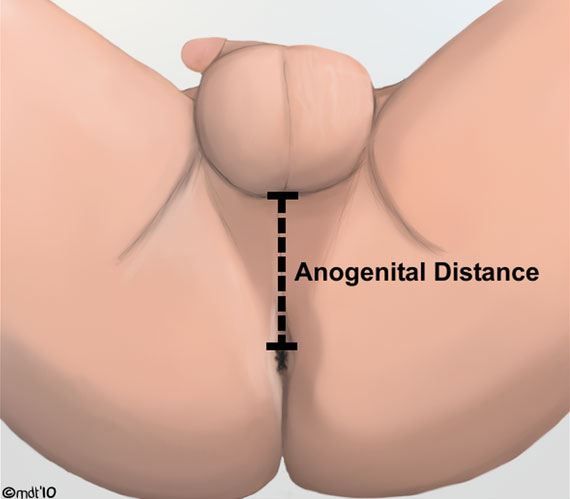 File:Human anogenital distance.jpg