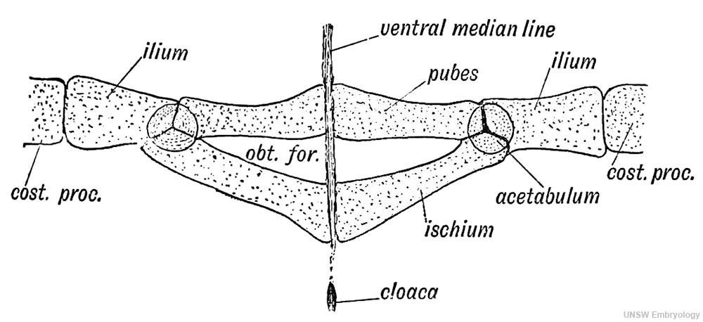 Fig. 242. Lizard Pelvic Girdle
