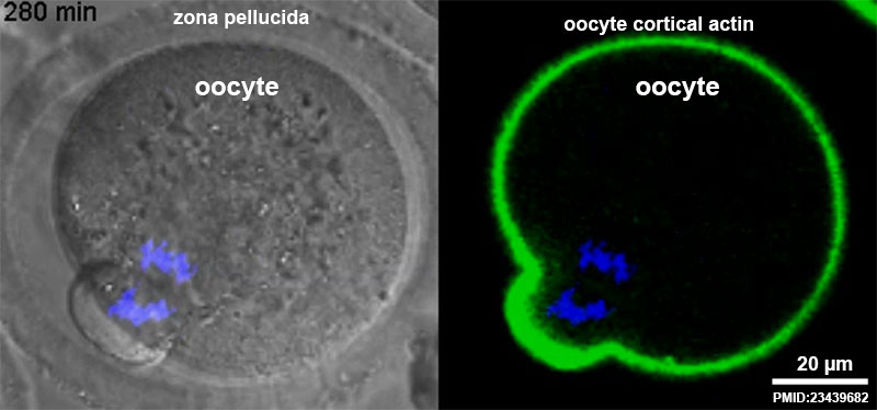 Oocyte meiosis movie 01 frame 3.jpg