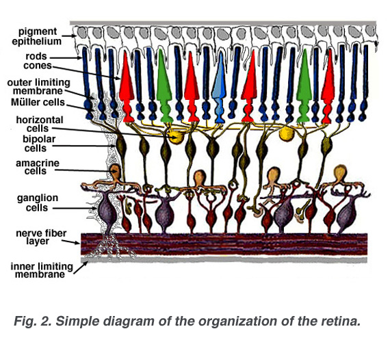 File:Retina-layers-diagram.jpg