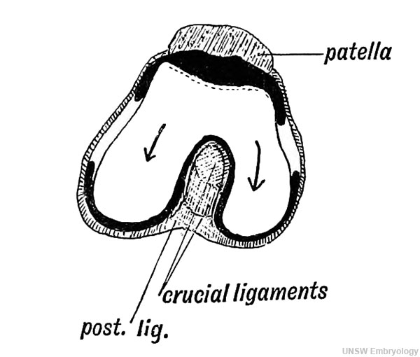 Fig. 252. Showing the Origin of the Crucial Ligaments of the Knee.