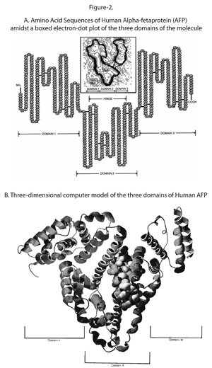 Structure of Alpha fetoprotein.jpg