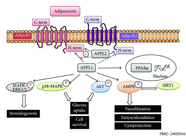 File:Adiponectin receptor signaling.jpg