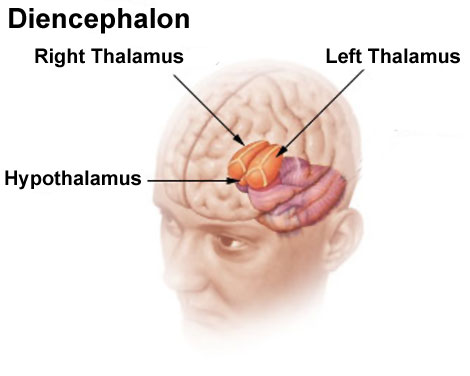 Adult hypothalamus position