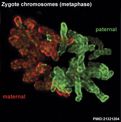 File:Mouse zygote mitosis metaphase.jpg