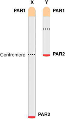 Sex chromosomes pseudoautosomal regions.