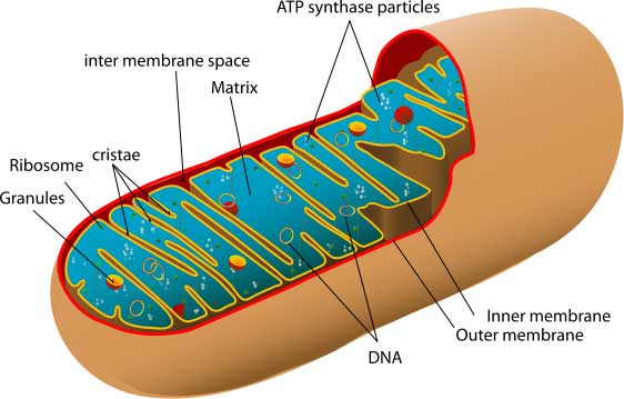 File:Mitochondrion structure cartoon.jpg