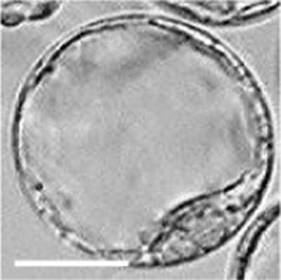 File:Mouse-early blastocyst 02.jpg