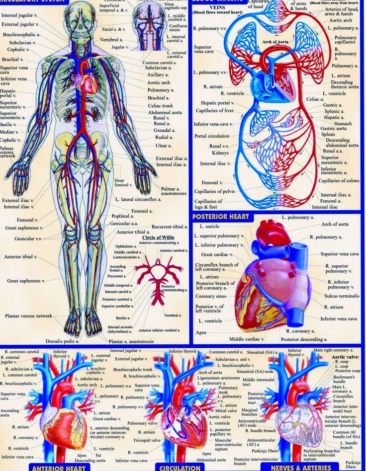 Cardiovascular System.jpg