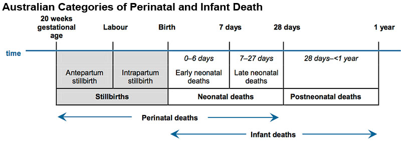 Birth Stillbirth And Perinatal Death Embryology