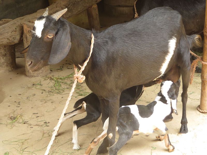 File:Goat and kids.jpg