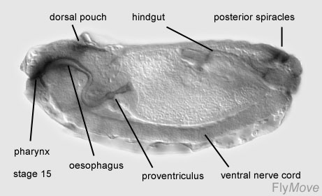 File:Stage 15 drosophila.jpg
