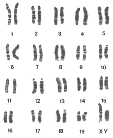 File:Normal Mus musculus karyotype.jpg
