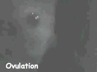 File:Ovulation icon.jpg