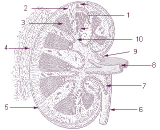 File:Kidney cartoon.jpg