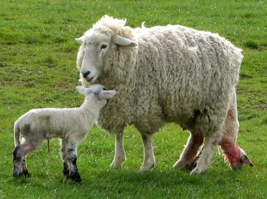 File:Sheep and lamb.jpg