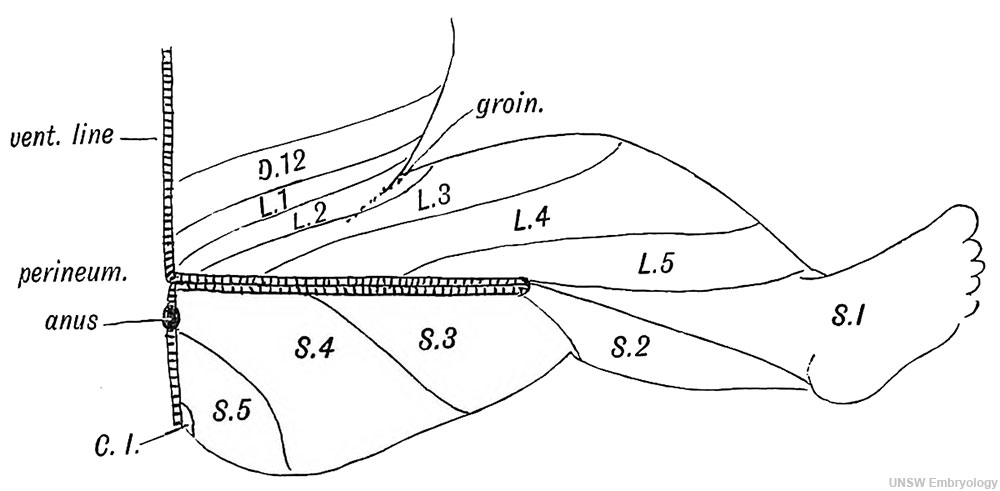 Fig. 240. Diagram to show the typical Manner in which the Posterior Nerve Roots are distributed in the Lower Limb (based on Sherrington's researches into the sensory distribution of the limb nerves of apes).