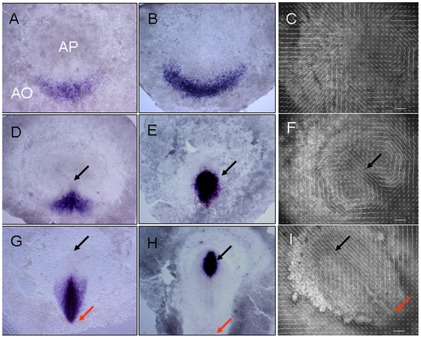 File:Critical stages of the development of the primitive streak in the chick embryo..png