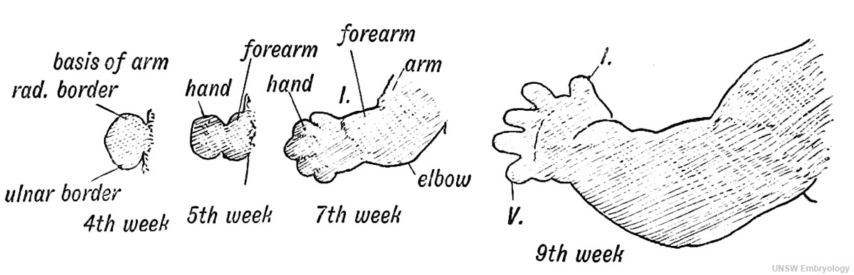 Fig. 234. Development of the Upper Limb. (After His.)