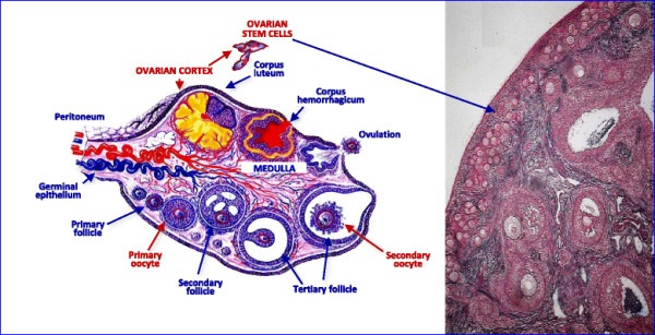 File:Ovarian Structural scematic and stained cortical region of an ovariana stem cell .jpg