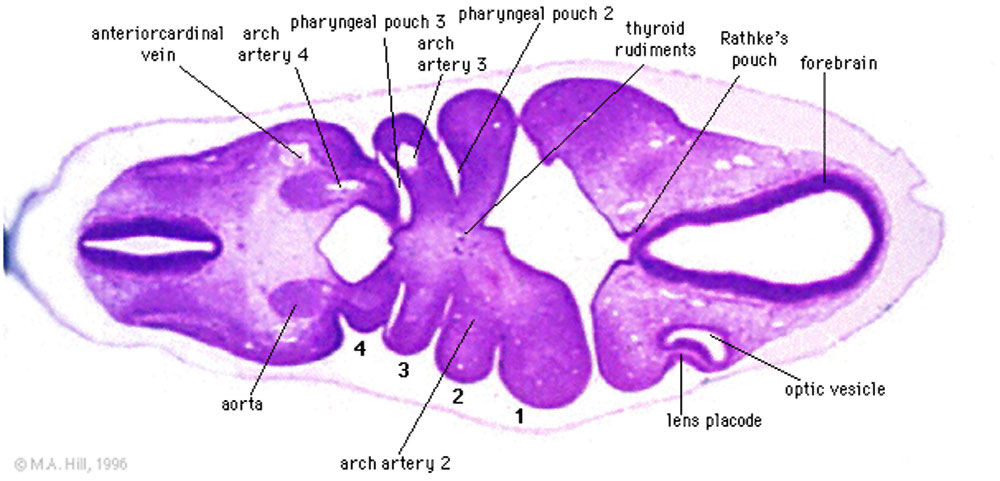 Pharyngeal arch arteries