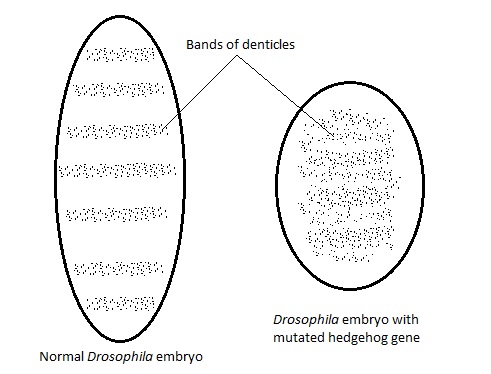 File:Bands of denticles in normal and Hh mutant Drosophila embryo.jpeg