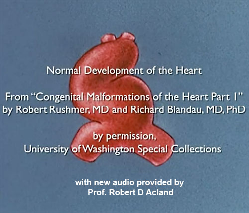 File:Heart embryology video 1951.jpg