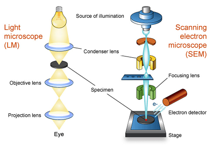 File:Microscopy LM and SEM cartoon.jpg