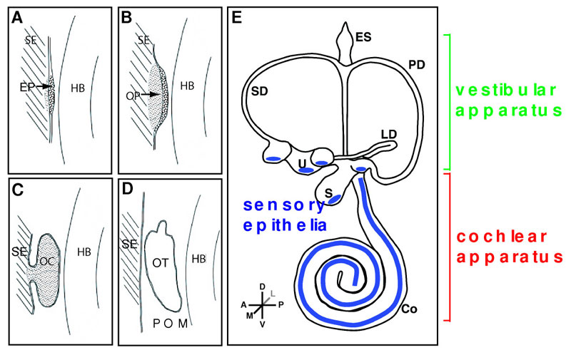 File:Mouse - inner ear cartoon.jpg - Embryology