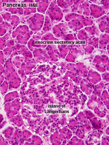 Gastrointestinal Tract - Pancreas Histology - Embryology
