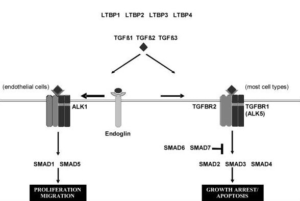 Process of TGF-beta signalling pathway 01.png