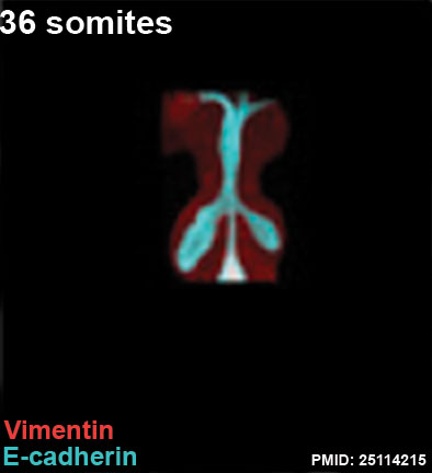 File:Mouse respiratory 36 somites.jpg