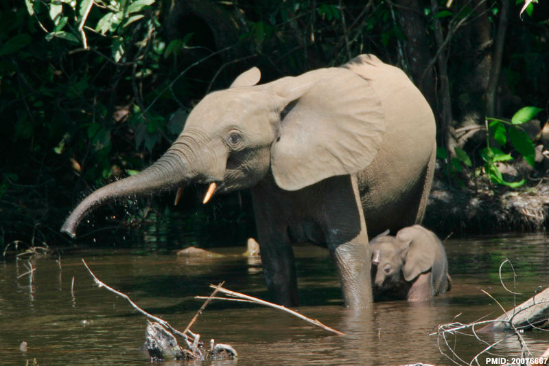 File:African elephant cow and calf.jpg