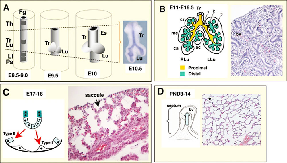 File:Mouse- respiratory development 01.jpg - Embryology