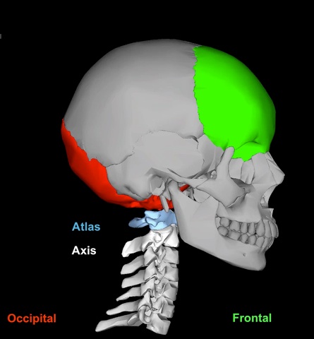 File:Adult Skull Movie 3 icon.jpg