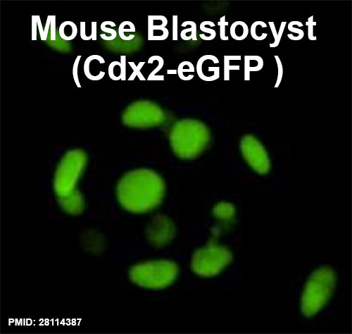File:Mouse Blastocyst Cdx2 icon.jpg