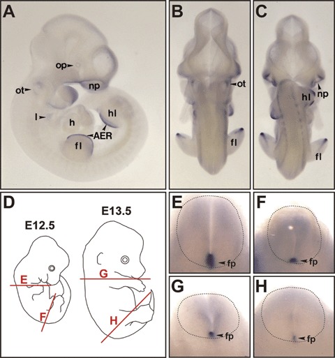 Patterns of kmrl mRNA in mouse embryo.jpg