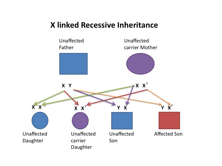 File:X Linked Recessive Diagram.jpg